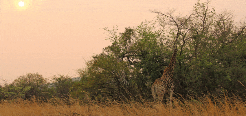 Johannesburg : privé jet huren 