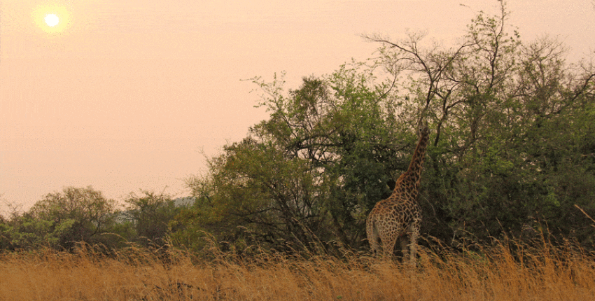 Johannesburg : privé jet huren 