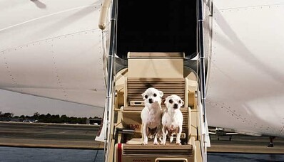 Hoe kan ik met mijn huisdier in een privéjet reizen?