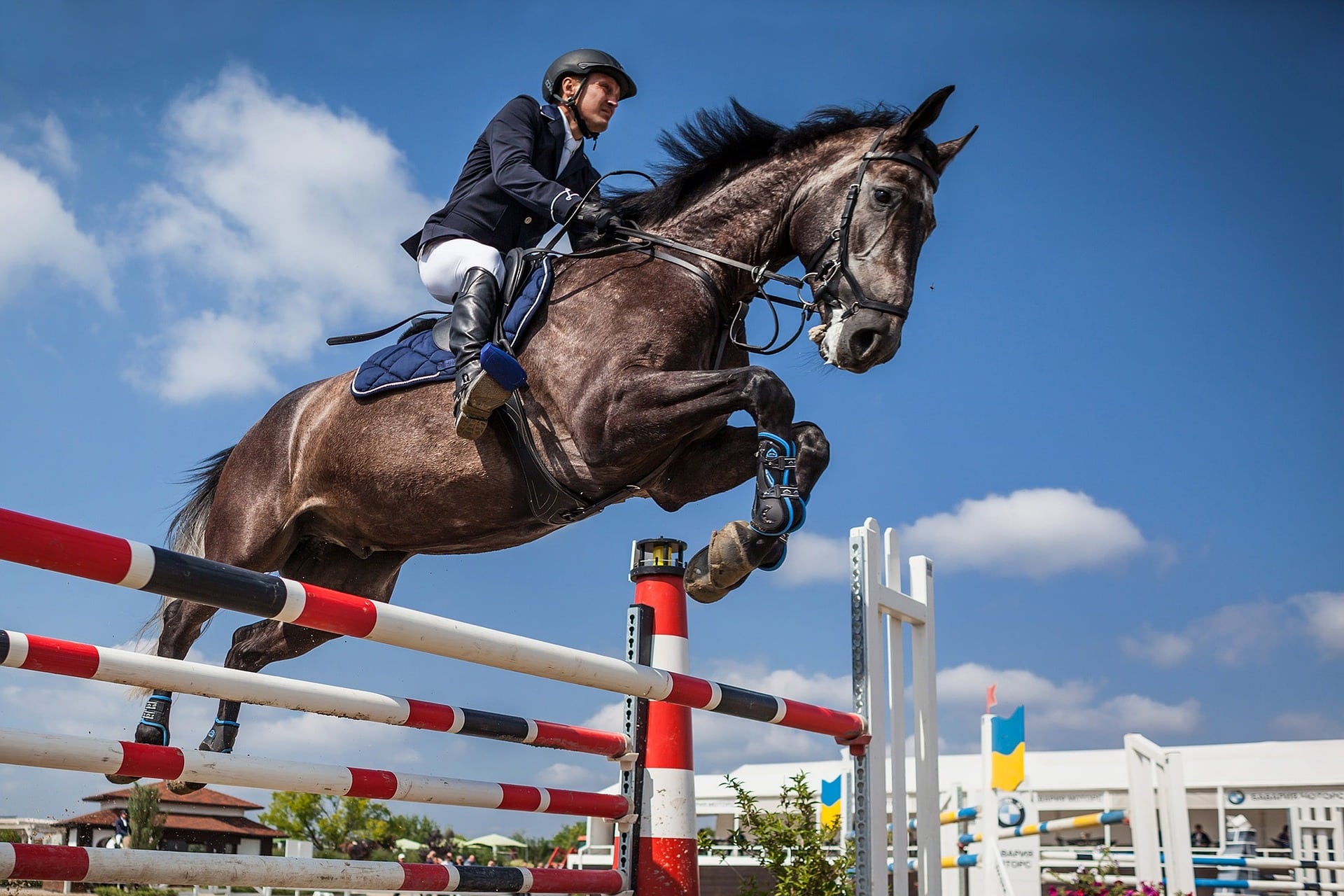 Le transport de chevaux en avion cargo